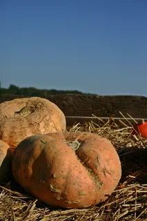 南瓜，销售，挑战，收获，秋天，感恩节，九月，受益于