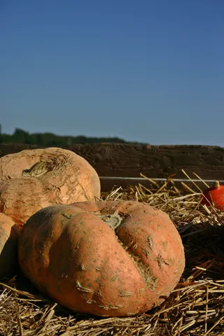 南瓜，销售，挑战，收获，秋天，感恩节，九月，受益于