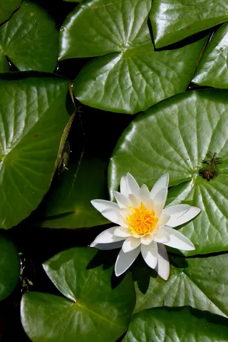 花朵、粉色、植物群、自然、夏季、湖泊、叶子、绿色