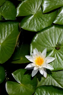 花朵、粉色、植物群、自然、夏季、湖泊、叶子、绿色 花朵、粉色、植物群、自然、夏季、湖泊、叶子、绿色