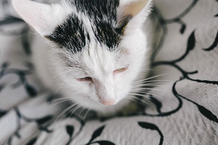 白色悲伤猫的肖像