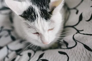 白色悲伤猫的肖像