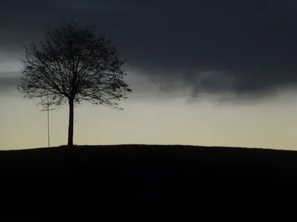 树,风景,雾,夜晚,自然,剪影,天空,黑暗 树,风景,雾,夜晚,自然,剪影,天空,黑暗