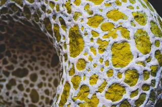 美国，安娜堡，仙人掌，黄色，植物，甜瓜，自然，醇厚