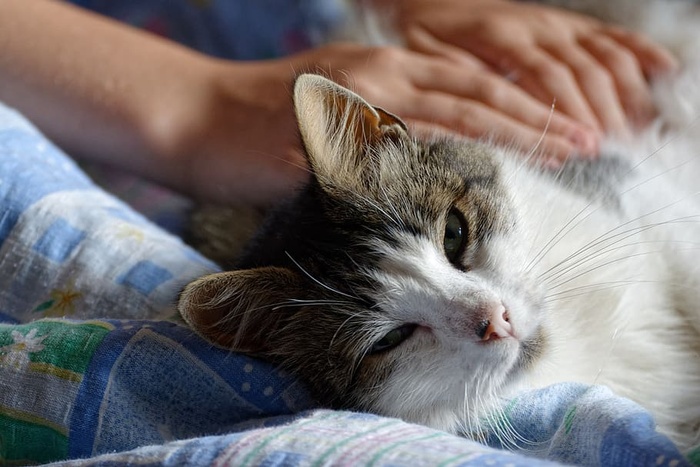 猫，小猫，绒毛，仆从，宠物，帕特，帕特，哺乳动物