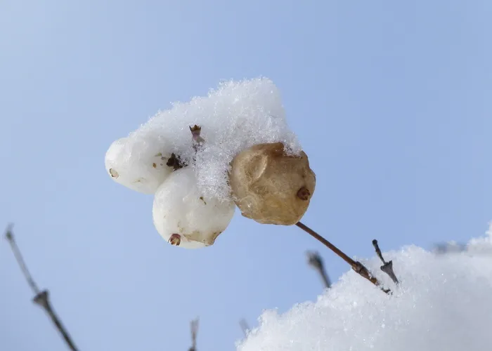 雪，有盖，枯萎，冬季，季节，有雪，普通雪果，浆果