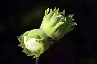 坚果，榛子，坚果，食品，榛子，美味，营养，食用