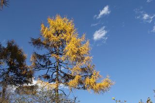 风景，笔触沟，旅游照片，植物，树木，天空，低角度观看，秋天