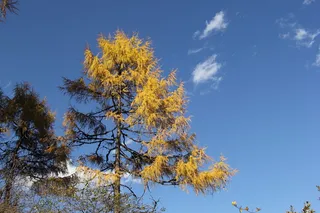 风景，笔触沟，旅游照片，植物，树木，天空，低角度观看，秋天