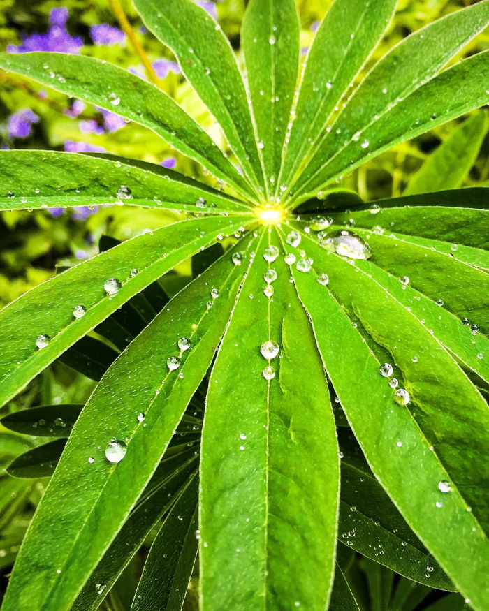 水滴，雨滴，水滴，雨，生长，自然，叶子，环境