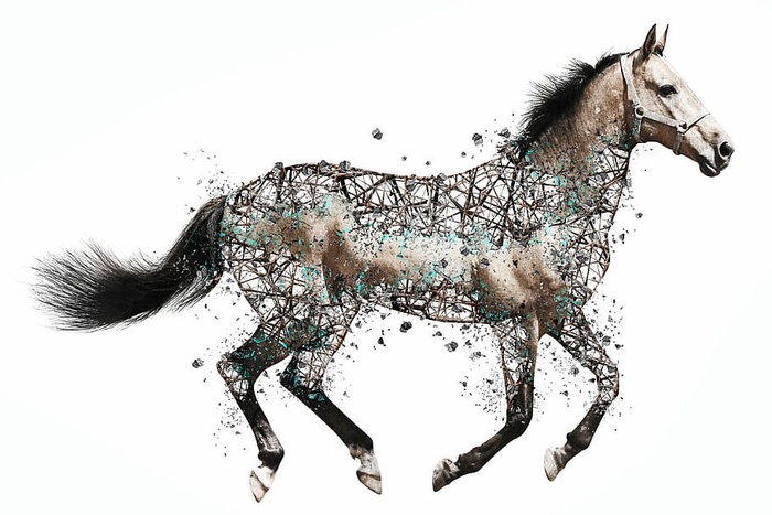 照片，棕色，黑色，马，艺术颜料，哺乳动物，动物，自然