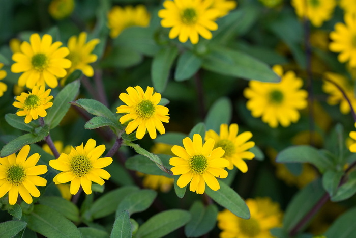 hussar button，Sanvitalia Procumbens，hussar，button，flower，黄色，黄色，flowers