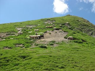 夏普，阿尔卑斯山，奥地利，自然，夏天，风景，欧洲，绿色