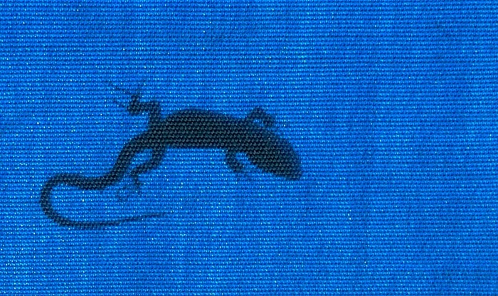 壁虎、动物、蜥蜴、爬行动物、法国、马泽雷斯·莱松、野生动物、两栖动物