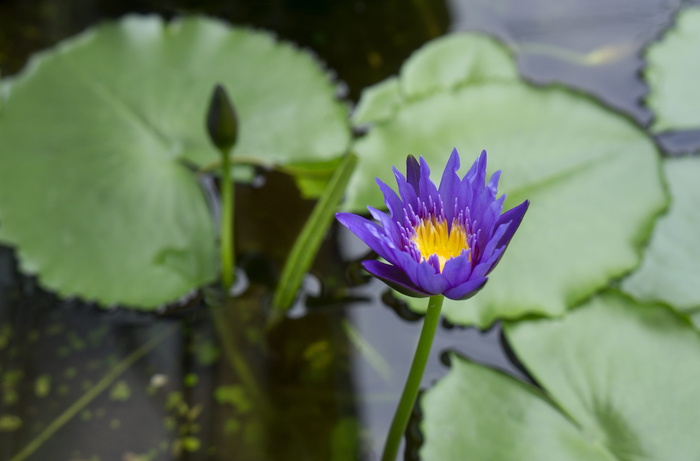 天然、百合、枪棉、越南、紫色、湖泊、花卉、开花植物