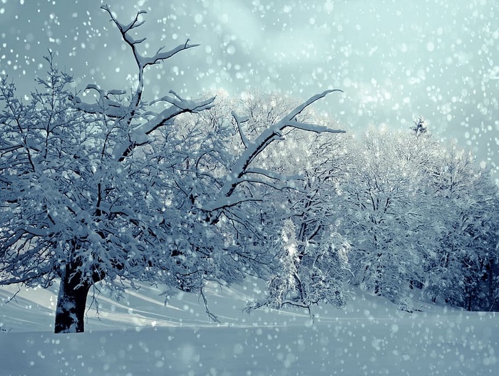 雪，覆盖，填充，树木，灰色，天空，关闭，照片