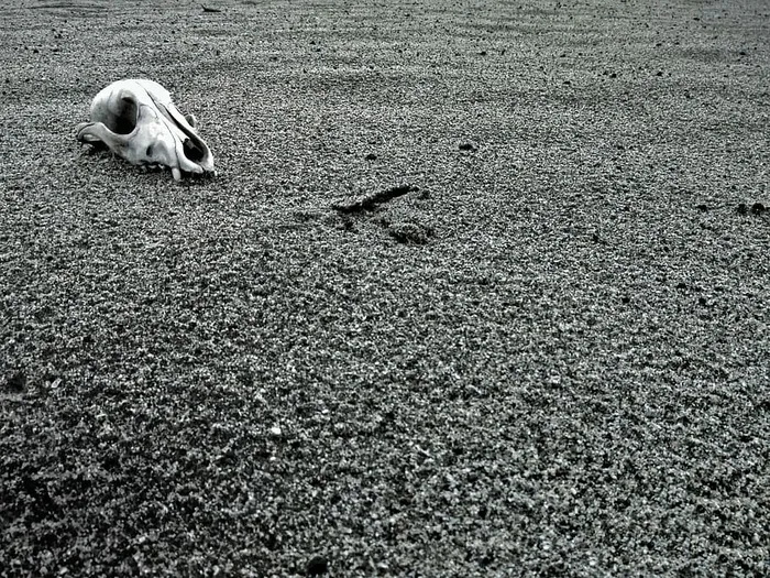 骷髅，交叉骨，骷髅和交叉骨，死亡，骷髅死亡，骷髅凡人，沙子，海滩