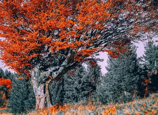 树, 山毛榉, 秋季, 落叶树, 秋天的森林, 叶子, 光明, 老树