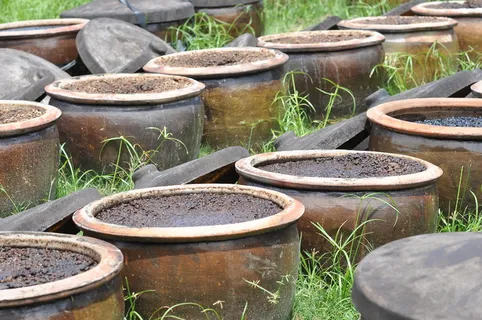 酱油，发酵，食品，植物，白天，无人，户外，生长