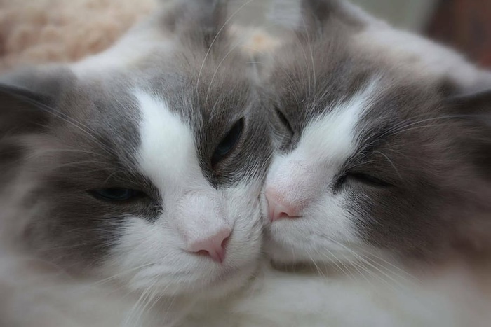 两只灰白色的猫，猫，姐妹，布娃娃，动物，可爱，爱，纯种