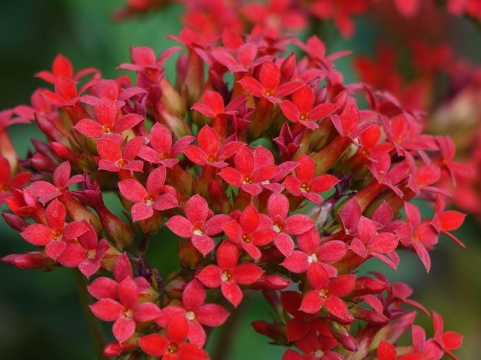 花上long jeon，red，慶, 自然、植物、叶、花、开花植物