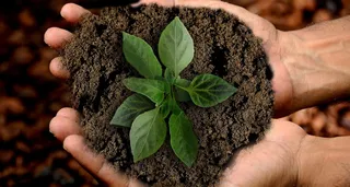 绿色、植物、人、手、土、接穗、叶子、可持续性