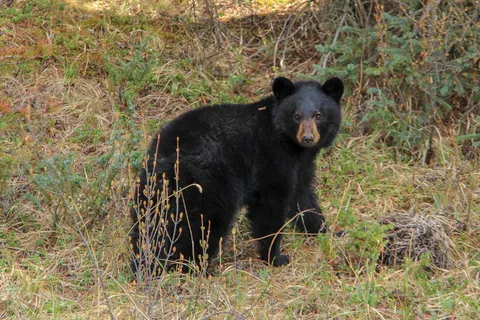 班夫，加拿大，野生动物，熊，可爱，野餐，泰迪熊，郊游森林
