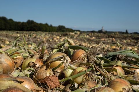 洋葱、收获、ui、食品、健康、新鲜、电源、天然