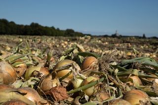 洋葱、收获、ui、食品、健康、新鲜、电源、天然