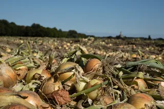 洋葱、收获、ui、食品、健康、新鲜、电源、天然