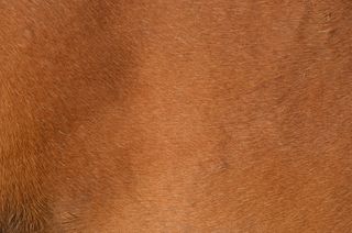 棕色、小马毛、马、动物、毛皮、波浪状、背景、纹理