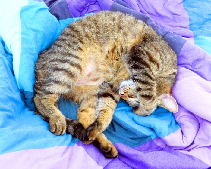 银, 虎斑猫, 猫, 说谎, 紫色, 青色纺织品, 床, 轻松