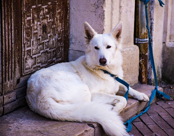 狗，犬科，大型品种，动物，宠物，家养，小狗，白色