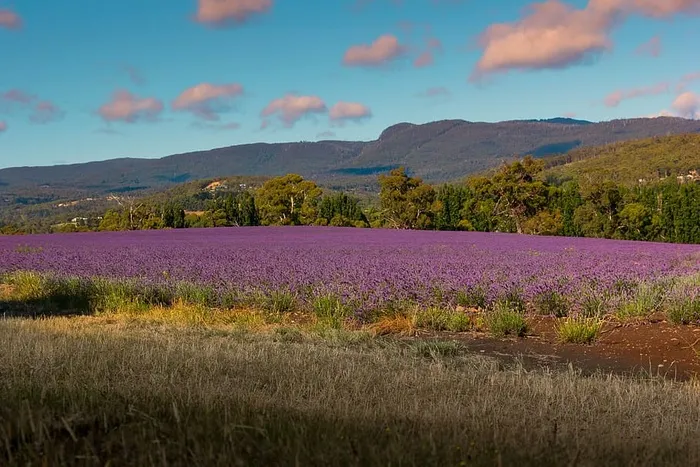 澳大利亚，塔斯马尼亚，风景，户外，风景，自然，田野，自然之美