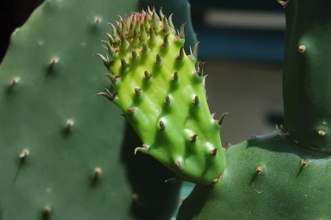 仙人掌科,肉质植物,多刺,多刺梨,绿色,肉质植物,仙人掌,生长 仙人掌科,肉质植物,多刺,多刺梨,绿色,肉质植物,仙人掌,生长