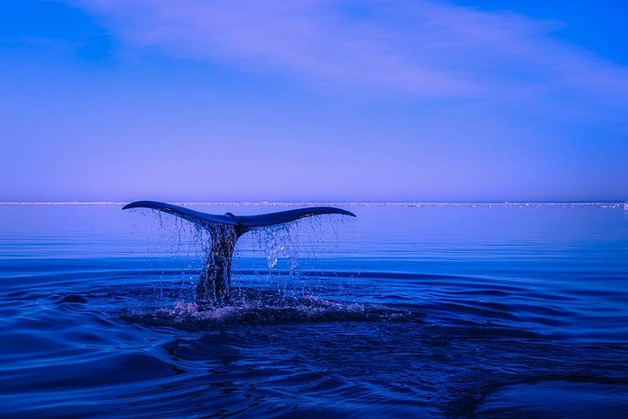 鲸鱼，潜水，身体，水，海，海洋，座头鲸，突破