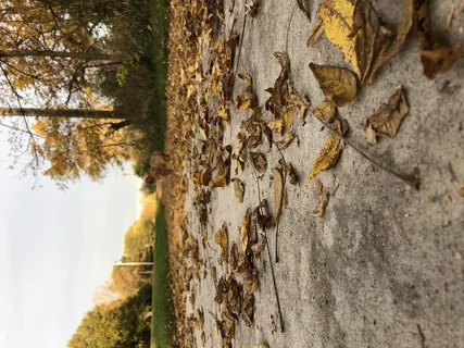 美国,爱荷华州,树,树干,植物,树干,没有人,自然 美国,爱荷华州,树,树干,植物,树干,没有人,自然