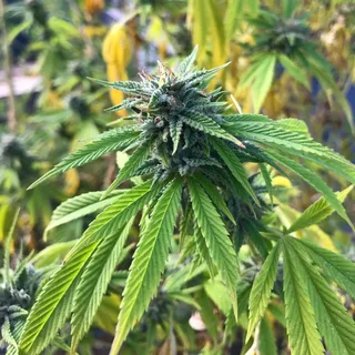 杂草,大麻,420,大麻,植物,花园,叶子,生长 杂草,大麻,420,大麻,植物,花园,叶子,生长