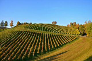 葡萄园、秋季、秋季景观、自然、天空、农业、葡萄藤、乡村风光