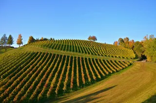 葡萄园、秋季、秋季景观、自然、天空、农业、葡萄藤、乡村风光