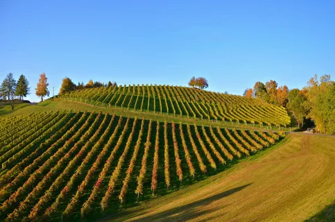 葡萄园、秋季、秋季景观、自然、天空、农业、葡萄藤、乡村风光 葡萄园、秋季、秋季景观、自然、天空、农业、葡萄藤、乡村风光
