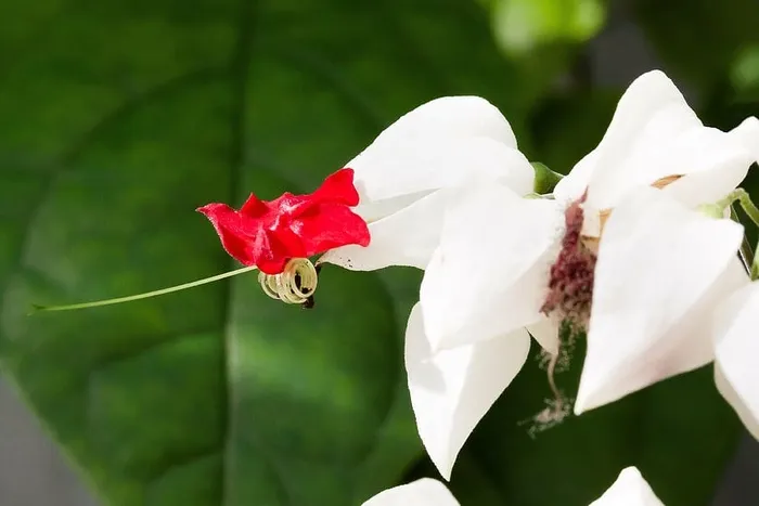 轮生花属,花卉,观赏植物,花瓣,红色,杯状,白色,热带 轮生花属,花卉,观赏植物,花瓣,红色,杯状,白色,热带