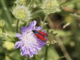 百里香之母zygene，紫叶zygaena purpuralis，zygene purple，蝴蝶，百里香widderchen，透明灌木，花，昆虫