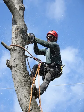伐木工人, 树木服务, 树木修剪, 树木工人, 砍树, 砍伐树木, 木材, 萨拉斯服务