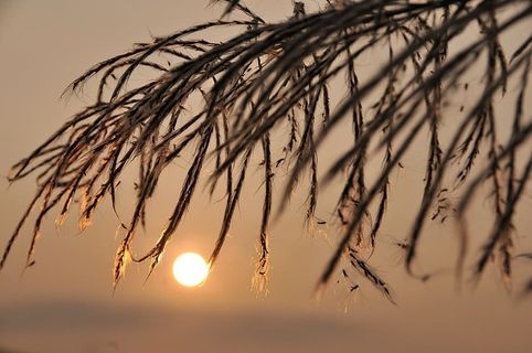 夕阳，圆形，金色，光，夕阳，芦苇，金边，透光率