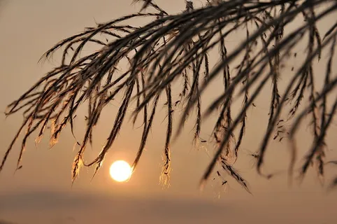 夕阳，圆形，金色，光，夕阳，芦苇，金边，透光率