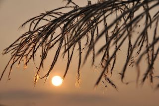 夕阳，圆形，金色，光，夕阳，芦苇，金边，透光率