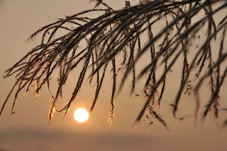 夕阳，圆形，金色，光，夕阳，芦苇，金边，透光率