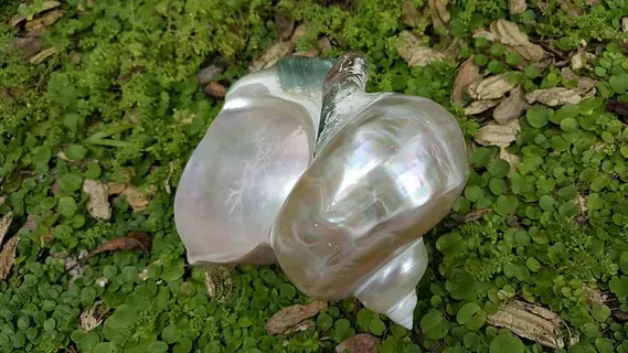 珍珠，火，乌德，贝壳，鹦鹉螺，海，珍珠火，乌德贝壳