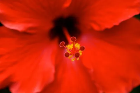 自然，红色，花瓣，花朵，开花，开花，特写，植物群